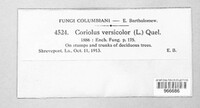 Coriolus versicolor image